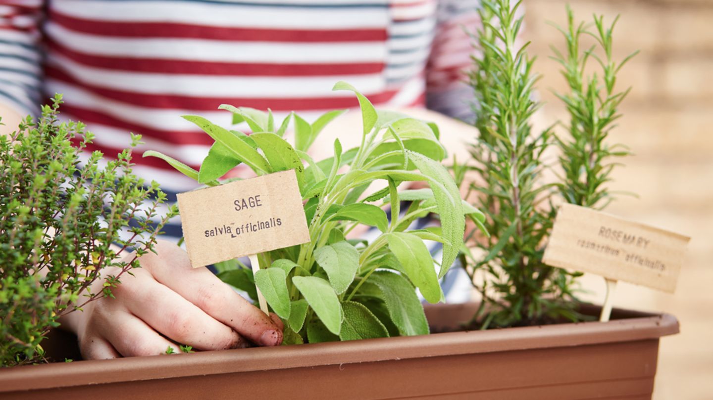 5 Heilpflanzen, die ihr im Garten haben solltet! BRIGITTE.de