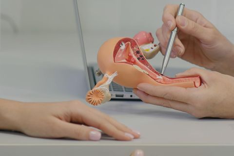 Gynäkologin mit Modell einer Vagina