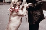 Die schönsten Filmküsse: Sylvester Stallone küsst seinen Hund im Film Rocky