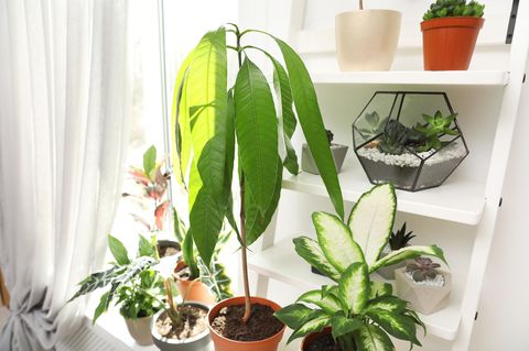 Pflanzen im Urlaub bewässern - Pflanzen im Wohnzimmer