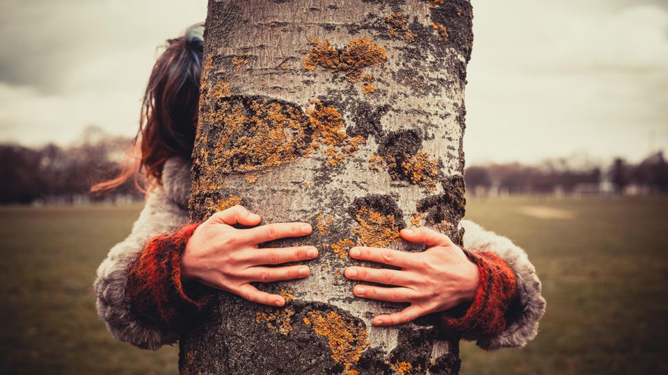 Sternzeichen: Dieser Baum passt am besten zu deiner Persönlichkeit