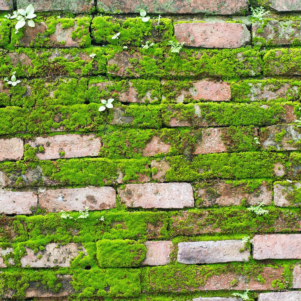 Moos entfernen: Wand mit Ziegelsteinen von Moos bedeckt