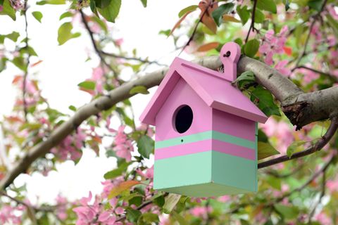 Vogelhaus selber bauen: So geht es Schritt für Schritt: Buntes Vogelhaus am Baum