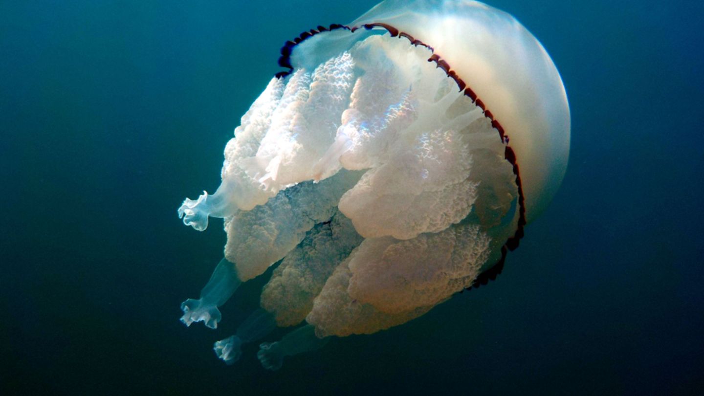 медузы в каспийском море. медузы черного моря анапа. медузы корнероты. медузы в каспийском море. Mnemiopsis leidyi в черном море.