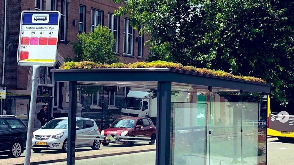 Utrecht bepflanzt Bushaltestellen gegen das Bienensterben