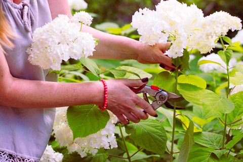 Hortensien schneiden: Frau schneidet weiße Hortensienblüten ab