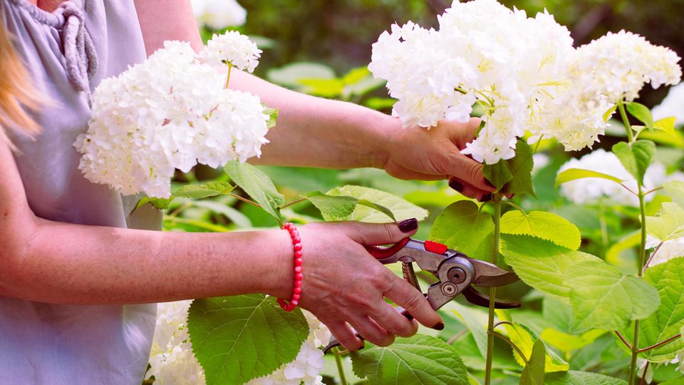 Hortensien schneiden: Frau schneidet weiße Hortensienblüten ab