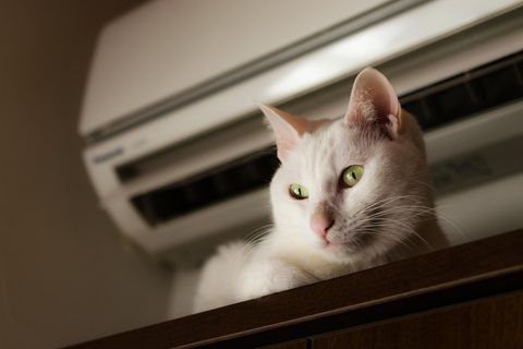 Air conditioners can harm cats and other pets. "Loading =" lazy