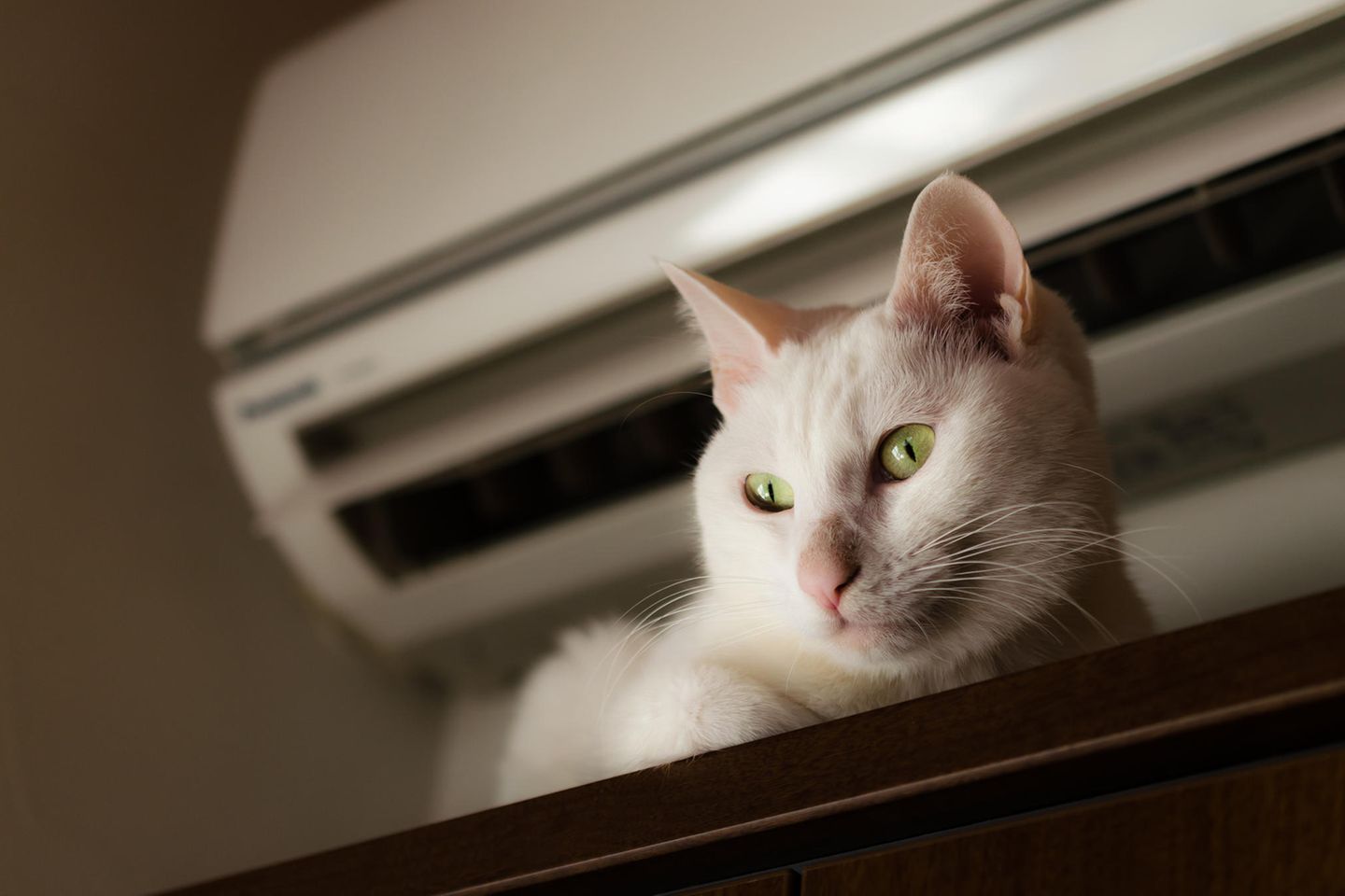 Klimaanlagen können Katzen und anderen Haustieren schaden.