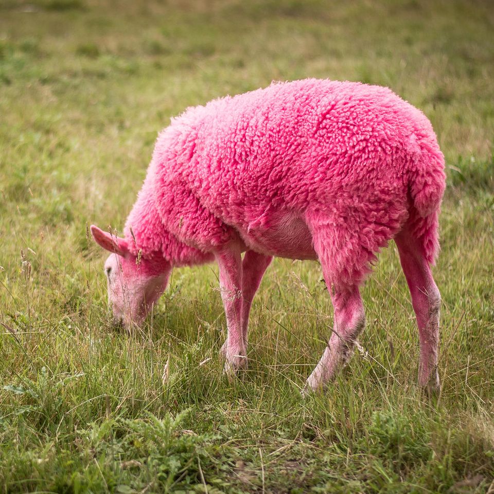 Pinke Schafe alarmieren Tierschützer