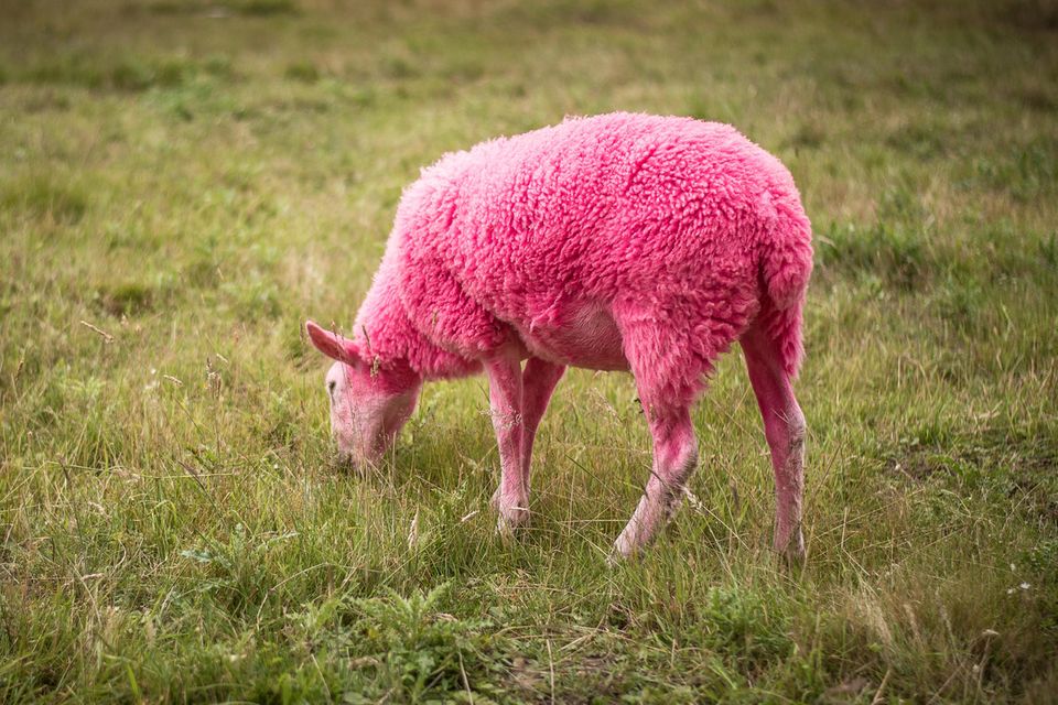 Pinke Schafe alarmieren Tierschützer
