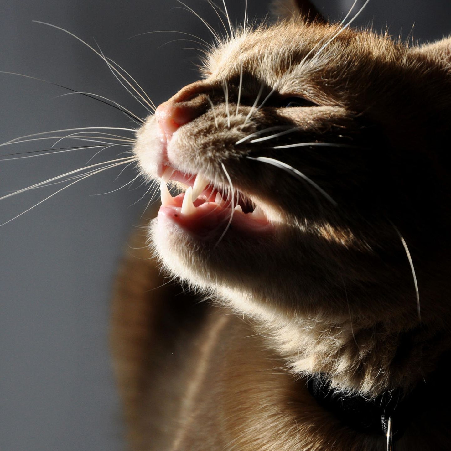 Katze Niest Ständig Und Röchelt