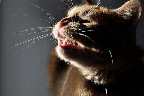 Katze niest: Katze niest