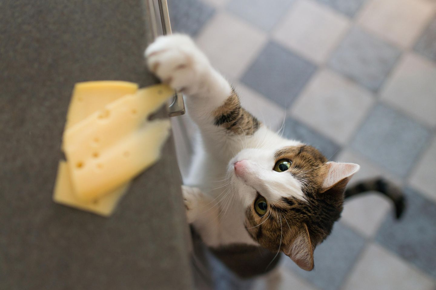Katze erziehen: Katze greift nach Käse, der auf der Küchenanrichte liegt