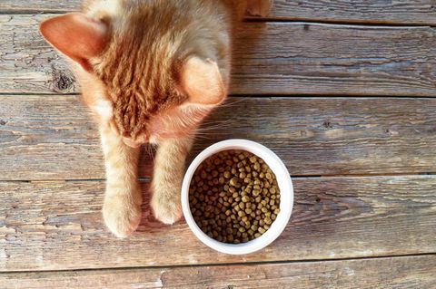 Katze frisst nicht: Katze liegt neben Futter