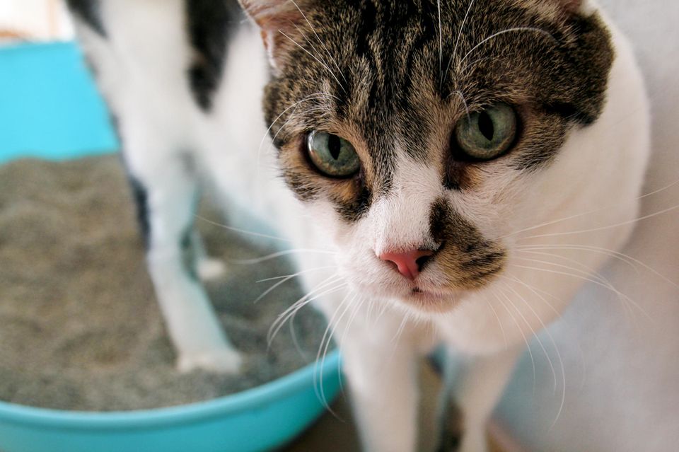Katze hat Durchfall Was soll ich machen? BRIGITTE.de