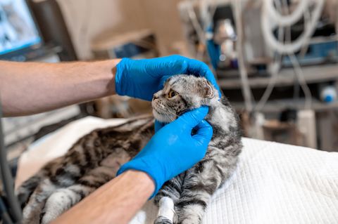 Kastration der Katze: Katze wird vom Arzt behandelt