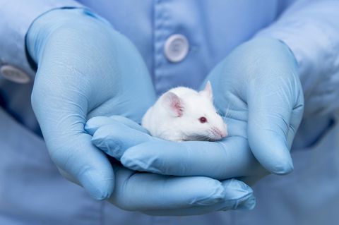 Japan will Mensch-Tier-Mischwesen in Mäusen und Ratten zeugen
