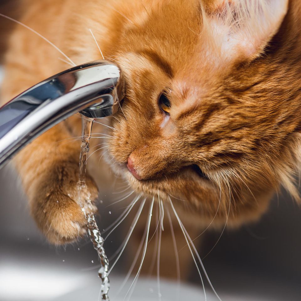 Katze trinkt viel: Katze trinkt vom Wasserhahn