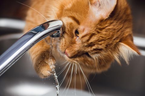 Katze trinkt viel: Katze trinkt vom Wasserhahn