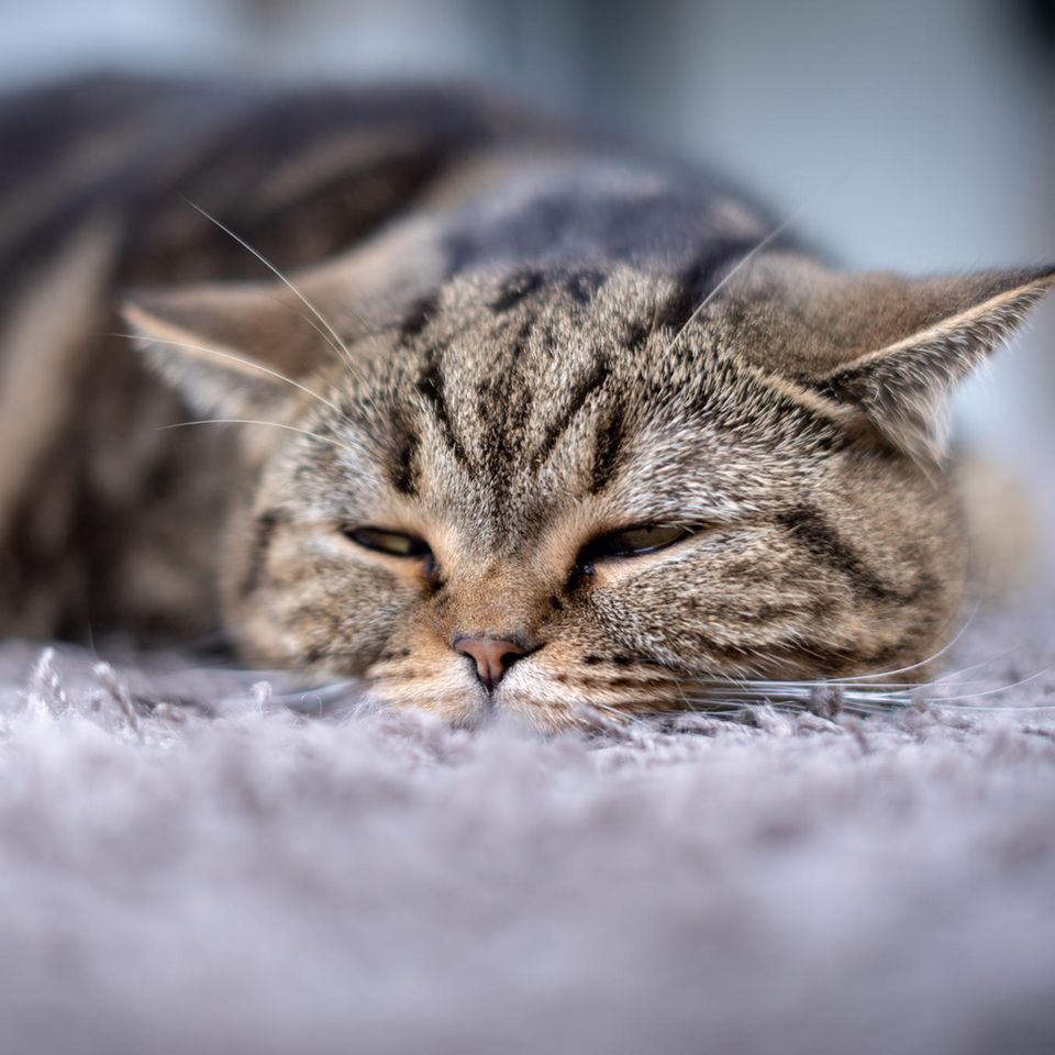 Katze einschläfern: Katze liegt auf Teppich