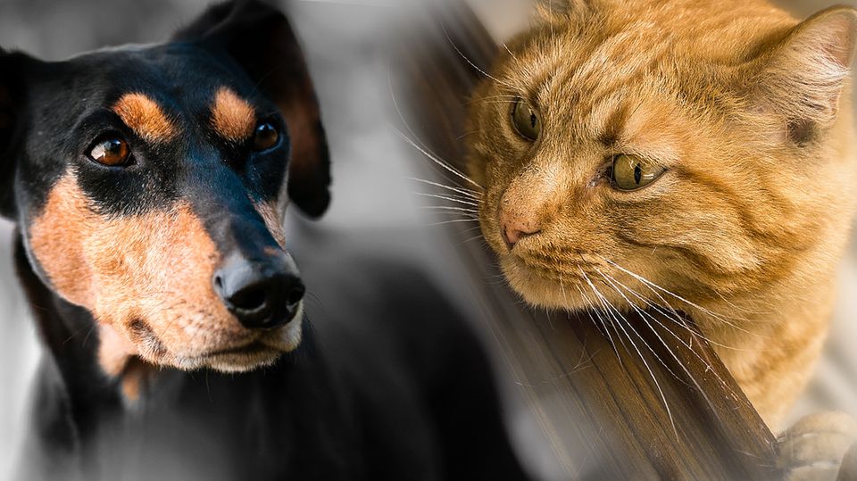 Hund vs. Katze: Welches Haustier ist schlauer? Diese Studie gibt nun eine Antwort! Hund vs. Katze: Welches Haustier ist schlauer? Diese Studie gibt nun eine Antwort!