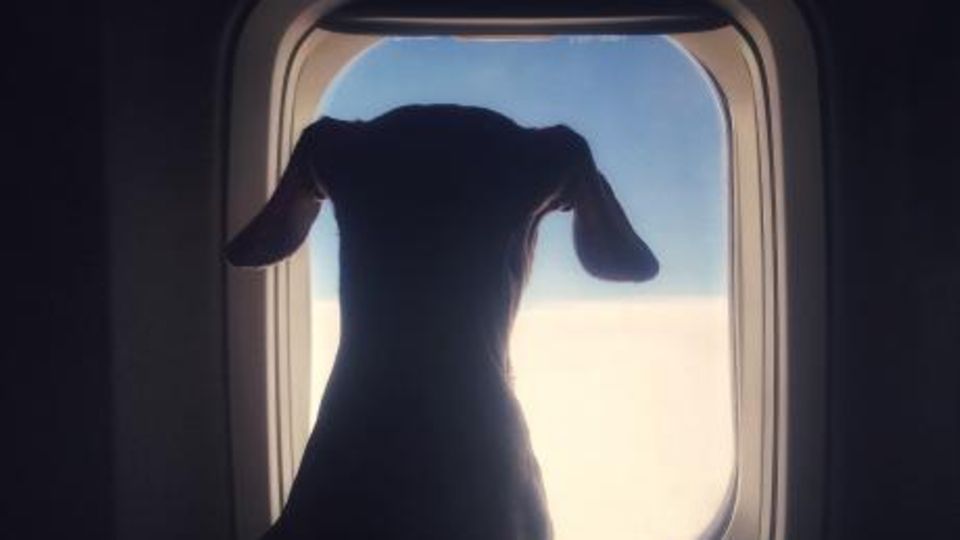 Gesundheitsrisiko: Diese Hunderassen dürfen auf keinen Fall mit in den Flieger! Gesundheitsrisiko: Diese Hunderassen dürfen auf keinen Fall mit in den Flieger!
