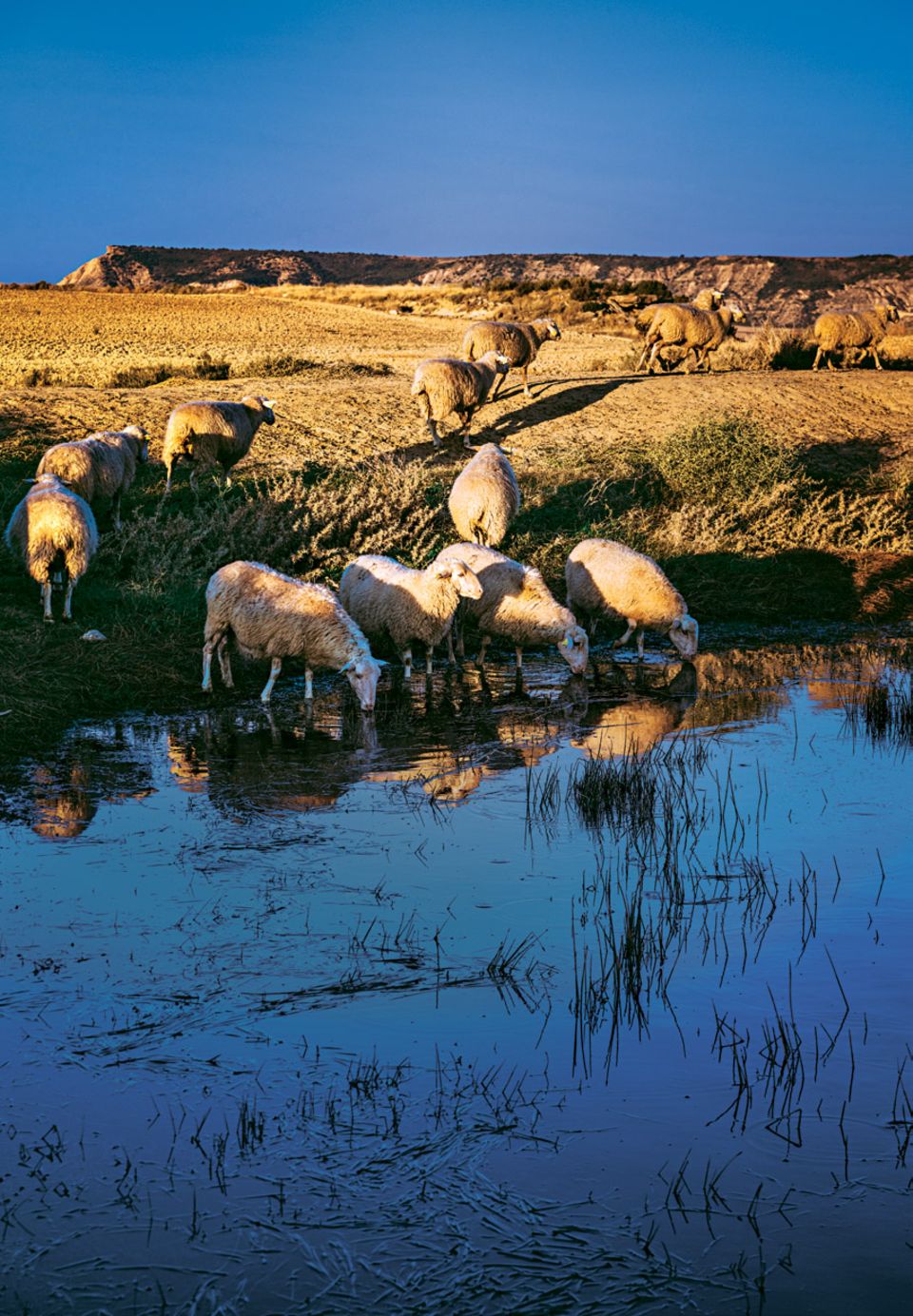 Bardenas Reals: Schafe am Wasser