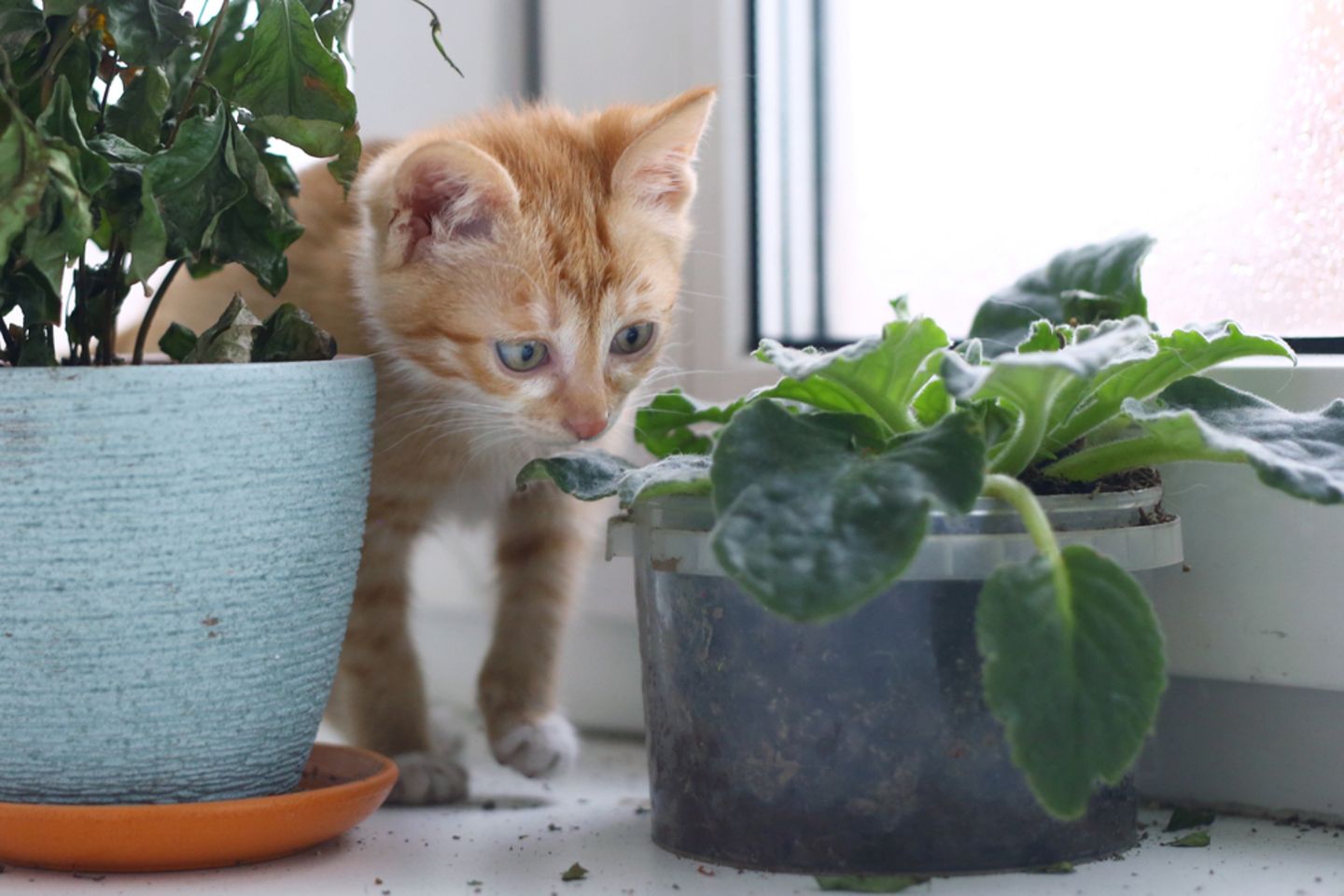 Ist Gartenkresse F��r Katzen Giftig