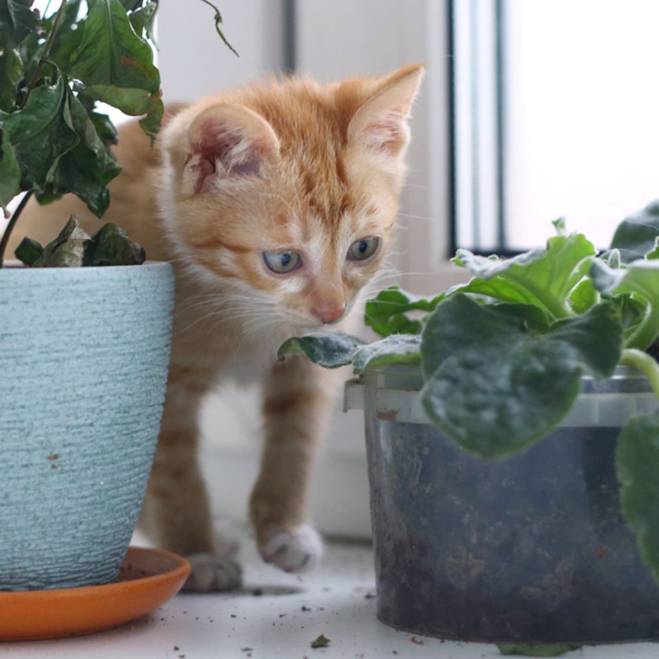 Giftige Pflanzen für Katzen: Kitten steht zwischen zwei Pflanzen und riecht an einer der beiden