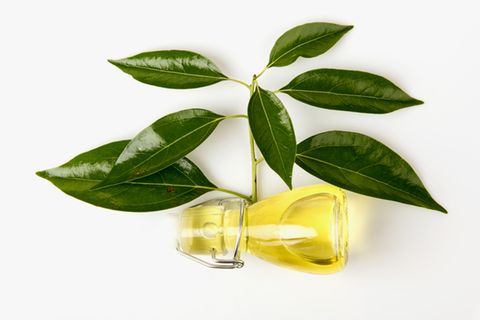 Kampferöl: Blätter des Kampferbaumes liegen neben einer kleinen Glasflasche, die mit Kampferöl gefüllt ist