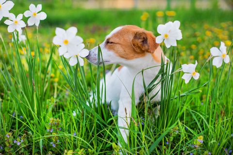Giftige Pflanzen für Hunde: Kleiner Hund steht auf einer Wiese zwischen Narzissen