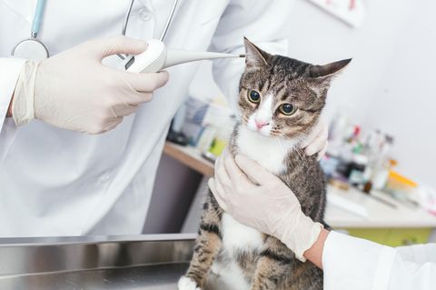 Katze hat Fieber: Tierarzt misst Fieber der Katze am Ohr