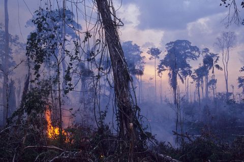 Der Regenwald in Brasilien brennt – was können wir dagegen tun?