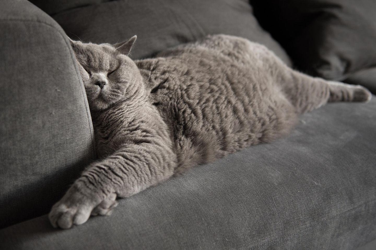 Katze schnarcht: Katze schläft auf Couch
