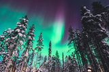 Polarlichter: Bäume mit Schnee bedeckt, im Himmel grüne Polarlichter