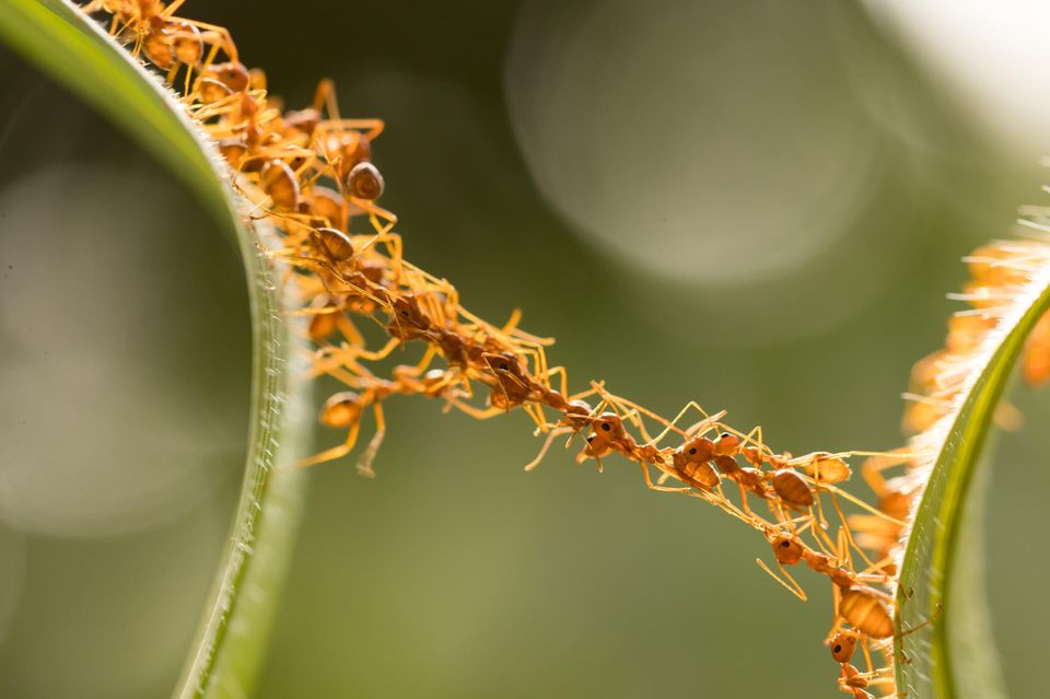 Was hilft gegen Ameisen: Ameisenformation
