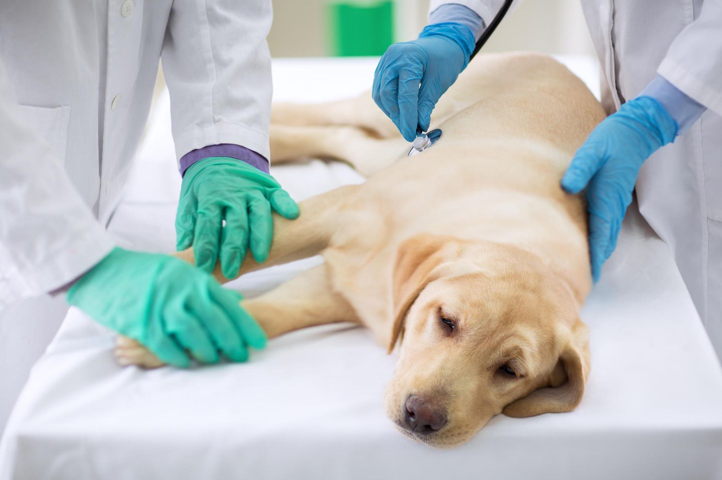 Tierhalter in Angst: Dutzende Hunde an mysteriöser Krankheit gestorben