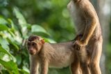 Comedy Wildlife Awards 2019: Zopf-Makaken Paar auf einem Ast