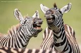 Comedy Wildlife Awards 2019: Zwei Zebras zeigen Zähne