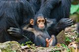 Comedy Wildlife Awards 2019: Schimpansenjunges lehnt sich gegen seine Mutter