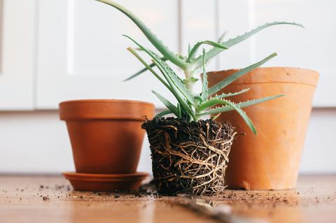 Pflanzen umtopfen: Zimmerpflanze und Tontöpfe