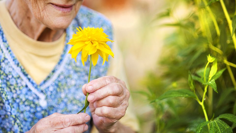 107-Jährige Frau: Alte Frau hält Blume 107-Jährige Frau: Alte Frau hält Blume