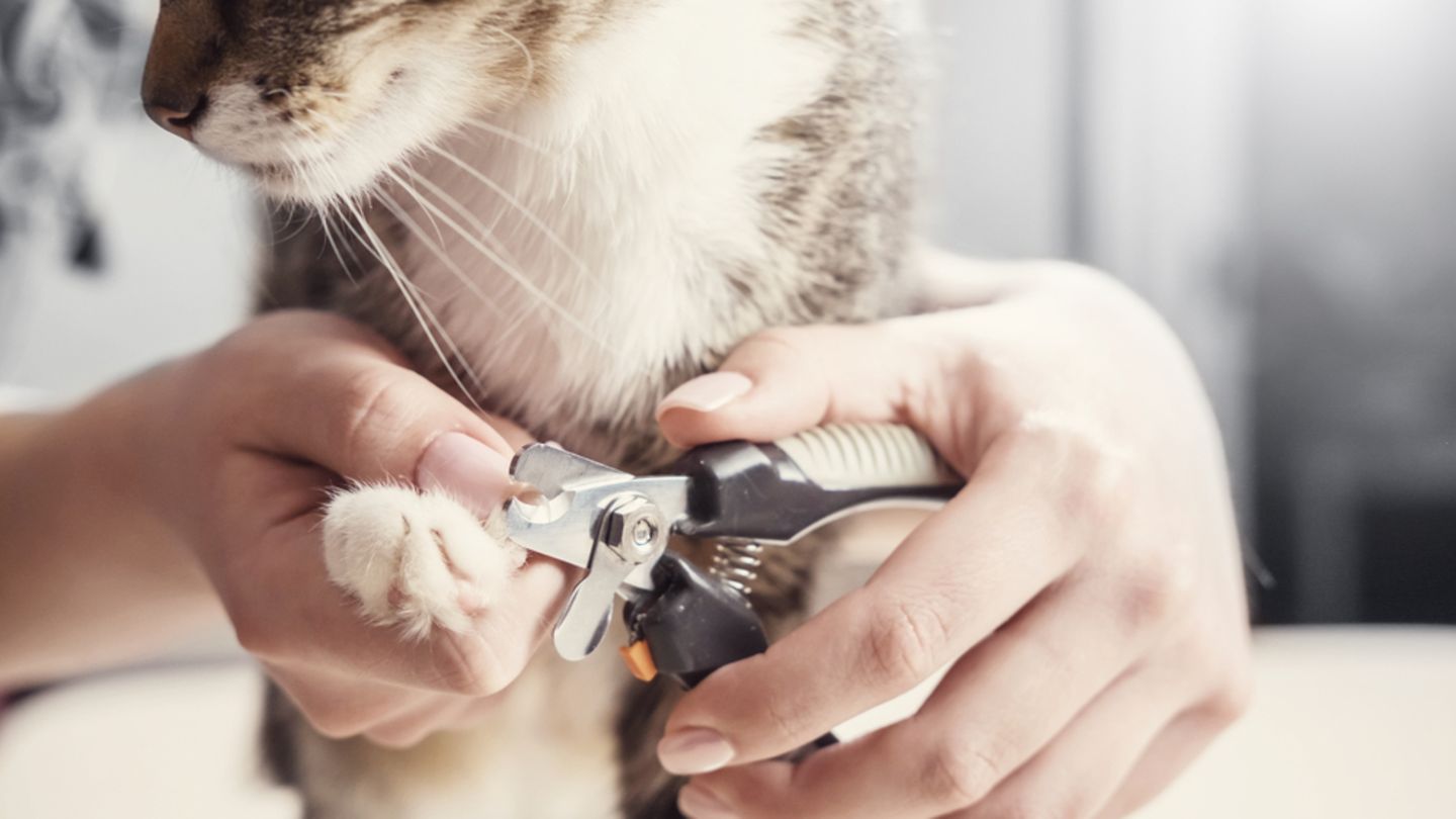Katzen Haare Schneiden Katzen Haare Schneiden