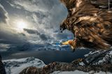 Wildlife Photographer of the Year: Steinadler fliegt auf Ast