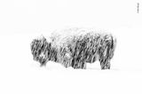 Wildlife Photographer of the Year: Bison im Schnee