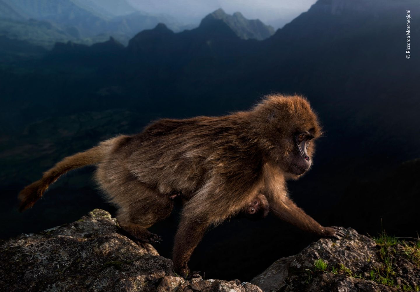 Wildlife Photographer of the Year: ein Blutbrustpavian klettert auf Klippe mit Jungem