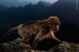 Wildlife Photographer of the Year: ein Blutbrustpavian klettert auf Klippe mit Jungem