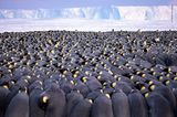 Wildlife Photographer of the Year: große Kaiserpinguin Horde in der Antarktis