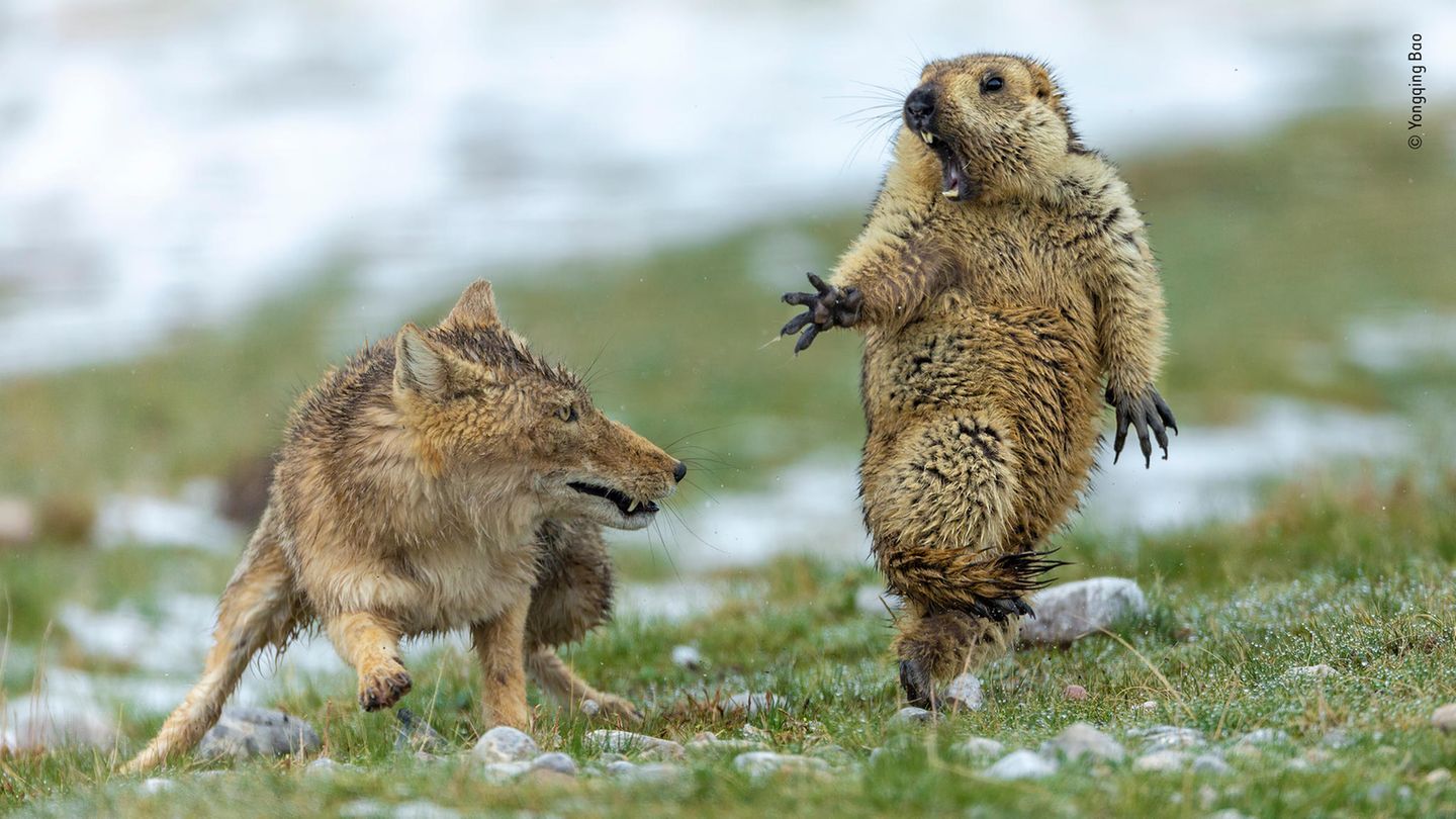 Wildlife Photographer of the Year: Fuchs greift Murmeltier an